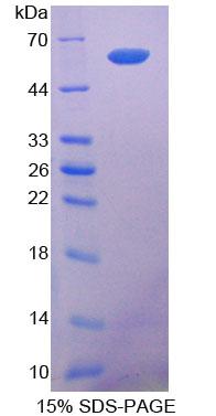 Recombinant Collagen Type I Alpha 2 (COL1a2)