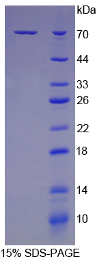 Recombinant Heat Shock 70kDa Protein 1B (HSPA1B)