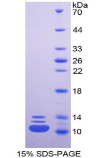 Recombinant Heterogeneous Nuclear Ribonucleoprotein A2/B1 (HNRPA2B1)
