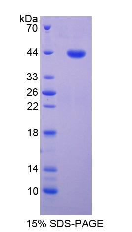 Recombinant Myelin Associated Glycoprotein (MAG)