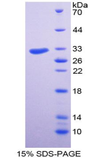 Recombinant Structure Specific Recognition Protein 1 (SSRP1)