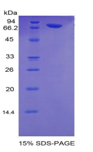 Recombinant Phospholipase A2 Activating Protein (PLAP)