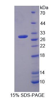 Recombinant Membrane Protein, Palmitoylated 2 (MPP2)