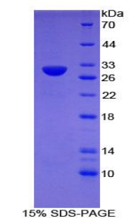 Recombinant Toll Like Receptor 6 (TLR6)