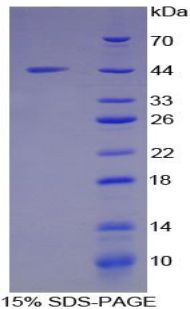 Recombinant Mucin 5 Subtype B (MUC5B)