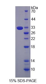 Recombinant Toll Like Receptor 9 (TLR9)