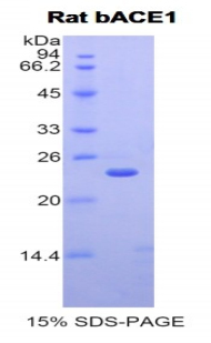 Recombinant Beta-Site APP Cleaving Enzyme 1 (bACE1)