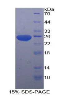 Recombinant Stromal Cell Derived Factor 4 (SDF4)