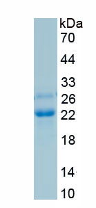 Recombinant Programmed Cell Death Protein 1 (PD1)