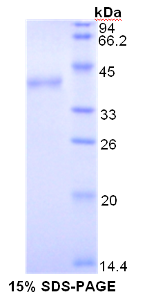 Recombinant Toll Like Receptor 4 (TLR4)