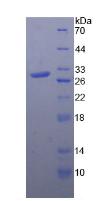 Recombinant Toll Like Receptor 4 (TLR4)