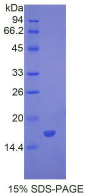 Recombinant Bone Morphogenetic Protein 7 (BMP7)