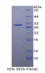 Recombinant Von Willebrand Factor A Domain Containing Protein 1 (vWA1)