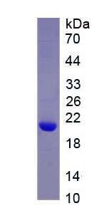 Recombinant Amyloid Beta Peptide 1-40 (Ab1-40)