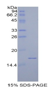Recombinant Calcitonin Gene Related Peptide (CGRP)