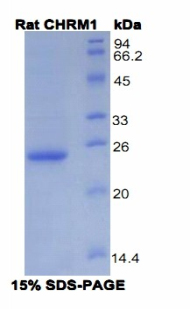 Recombinant Cholinergic Receptor, Muscarinic 1 (CHRM1)