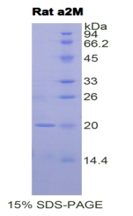 Recombinant Alpha-2-Macroglobulin (a2M)