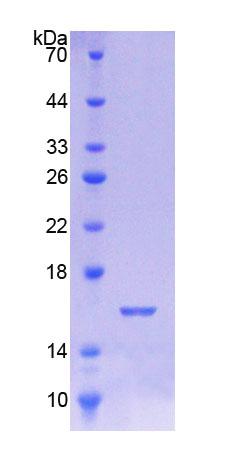 Recombinant Ubiquitin Activating Enzyme E1 Like Protein (UBE1L)