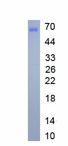 Recombinant Integrin Alpha 2B (ITGa2B)