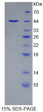 Recombinant Protein Tyrosine Phosphatase Receptor Type C (CD45)