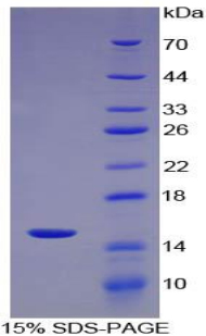Recombinant Phospholipase A2, Group IID (PLA2G2D)