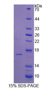 Recombinant Phospholipase A2, Group IID (PLA2G2D)