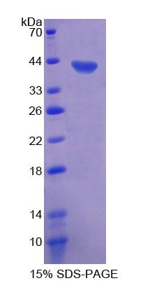 Recombinant Motility Related Protein (MRP1)