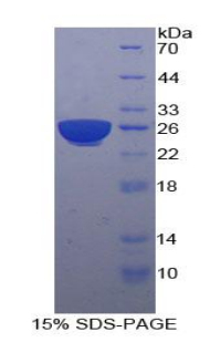 Recombinant Pregnancy Specific Beta-1-Glycoprotein 1 (PSG1)