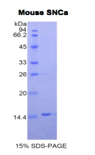 Recombinant Synuclein Alpha (SNCa)