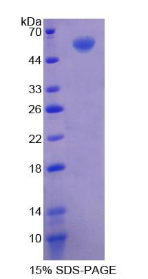 Recombinant Cluster Of Differentiation 73 (CD73)