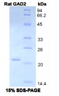 Recombinant Glutamate Decarboxylase 2 (GAD2)