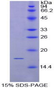Recombinant Cluster Of Differentiation 72 (CD72)