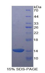 Recombinant Agouti Related Protein (AGRP)