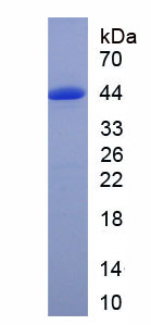Recombinant Growth Associated Protein 43 (GAP43)