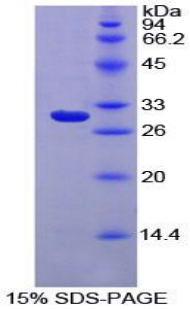 Recombinant Macrophage Expressed Gene 1 Protein (MPG1)