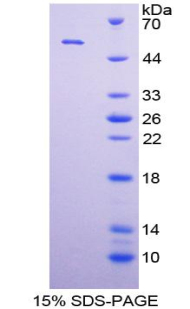Recombinant Mitogen Activated Protein Kinase 7 (MAPK7)