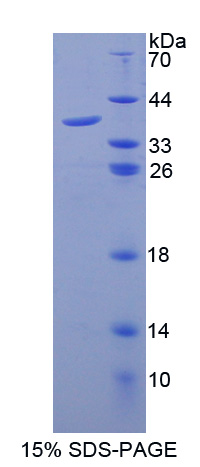Recombinant Granulocyte Chemotactic Protein 2 (GCP2)
