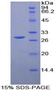 Recombinant Cluster Of Differentiation 64 (CD64)