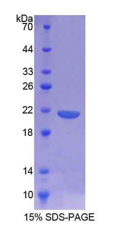 Recombinant Cluster Of Differentiation 164 (CD164)