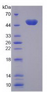 Recombinant Surfactant Protein C (SP-C)