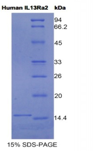 Recombinant Interleukin 13 Receptor Alpha 2 (IL13Ra2)