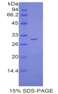 Recombinant Cluster Of Differentiation 229 (C<b>D229</b>)