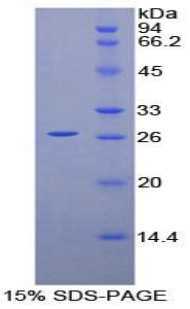 Recombinant Prion Protein (PRNP)