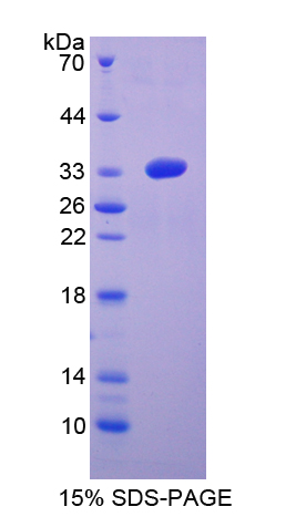 Recombinant Mitogen Activated Protein Kinase Kinase 6 (MAP2K6)