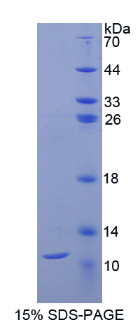 Recombinant Cluster Of Differentiation 3d (CD3d)