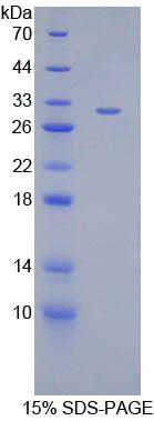 Recombinant Angiopoietin Like Protein 2 (ANGPTL2)