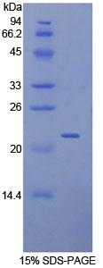 Recombinant Toll Like Receptor 7 (TLR7)