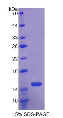 Recombinant Toll Like Receptor 3 (TLR3)
