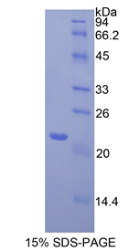 Recombinant Toll Like Receptor 3 (TLR3)