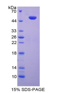 Recombinant Toll Like Receptor 10 (TLR10)